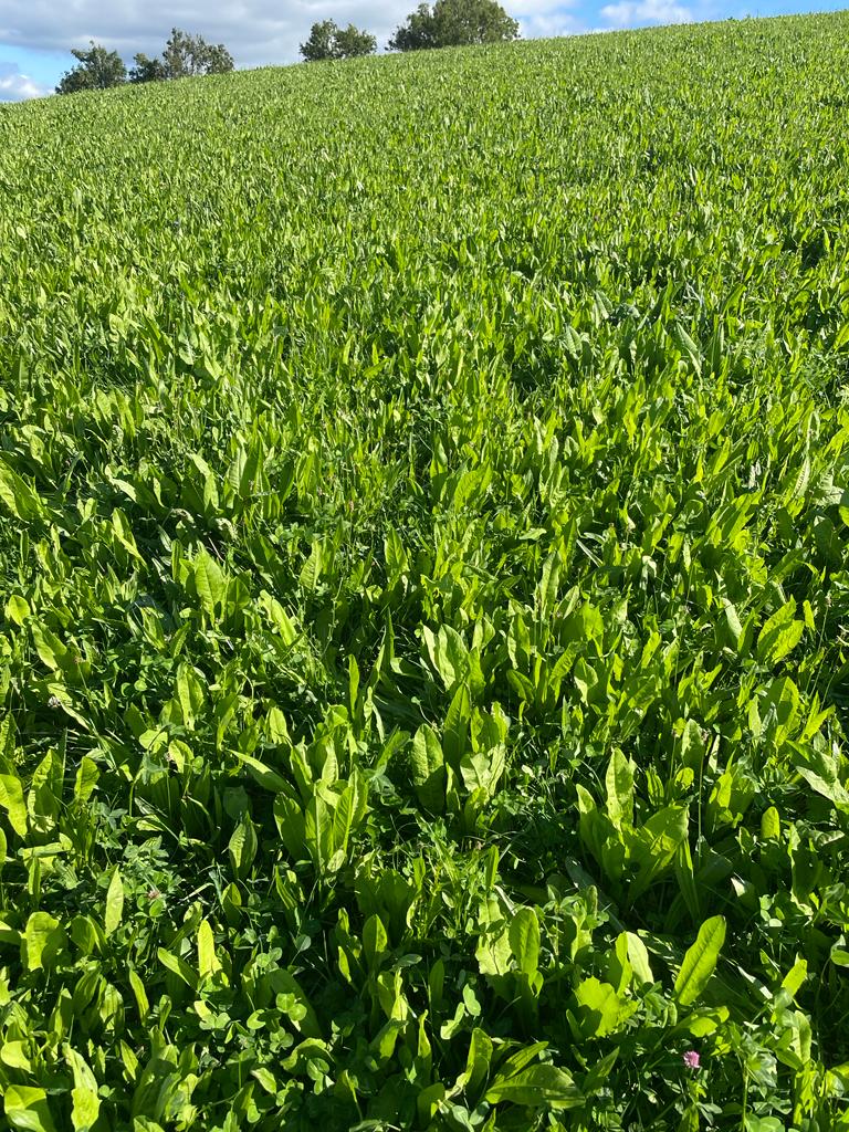 Regenerative Farming Plant Soil Solutions