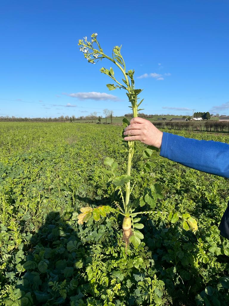 Regenerative Farming Plant Soil Solutions